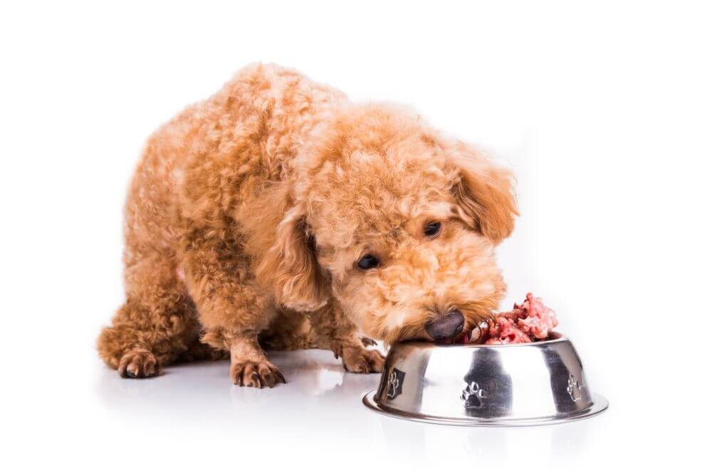 can-you-feed-a-dog-raw-meat-fabulous-pooch