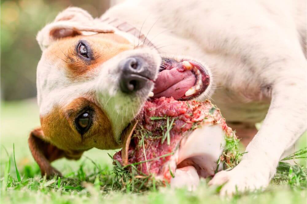 Can You Feed a Dog Raw Meat