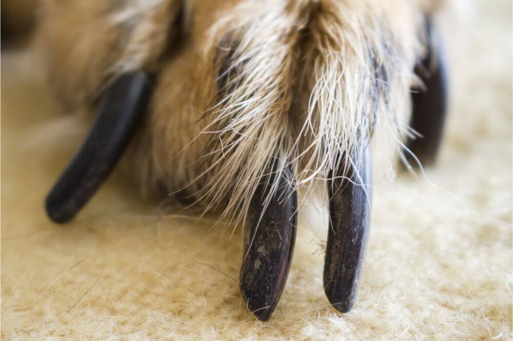 How to Trim Dog Nails That are Overgrown