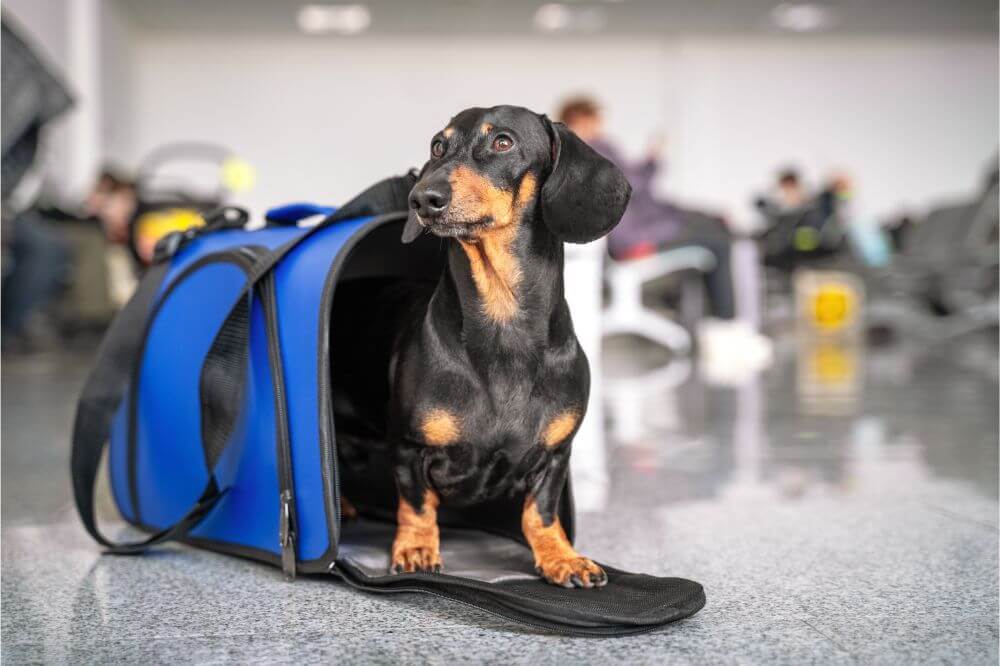 Are Dog Carriers Safe